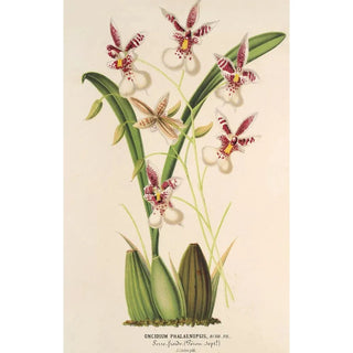 Charles Antoine Lemaire - Oncidium Phalnopsis.webp
