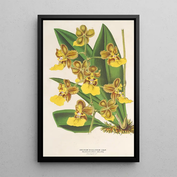 Charles Antoine Lemaire - Oncidium bicallosum.webp