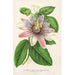 Reproductie van het schilderij Passiflora impératrice Eugénie hybride - Charles Antoine Lemaire