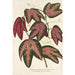 Reproductie van het schilderij Passiflora trifasciata - Charles Antoine Lemaire