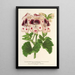 Reproductie van het schilderij Pélargonium des fleuristes fi remontantes Souvenir de Wilhelma - Charles Antoine Lemaire