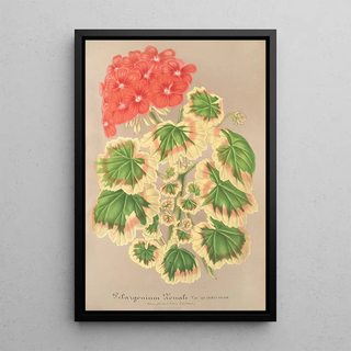 Charles Antoine Lemaire - Pelargonium zonale var quadricolor.webp