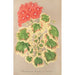 Reproductie van het schilderij Pélargonium zonale var. quadricolor - Charles Antoine Lemaire
