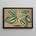 Peperomia Verschaffeltii - Charles Antoine Lemaire — ingelijst kunstwerk aan de muur
