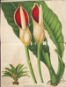Philodendron calophyllum - Charles Antoine Lemaire — weergave van het kunstwerk