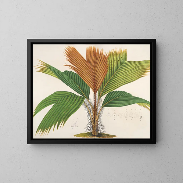 Phnicophorium van de Seychellen - Charles Antoine Lemaire — ingelijst kunstwerk aan de muur