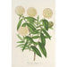 Reproductie van het schilderij Pimelea elegans - Charles Antoine Lemaire