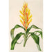 Pitcairnia andreana - Charles Antoine Lemaire — weergave van het kunstwerk