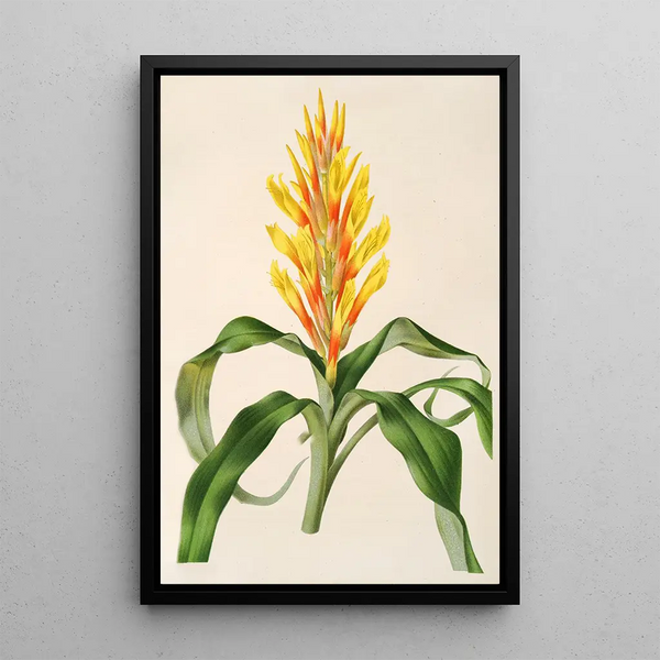 Charles Antoine Lemaire - Pitcairnia Andreana.webp