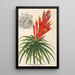 Pitcairnia aphelandriflora - Charles Antoine Lemaire — ingelijst kunstwerk aan de muur