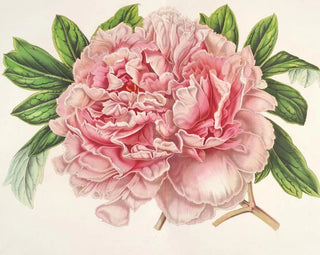 Charles Antoine Lemaire - Pivoine Alexandre II.webp