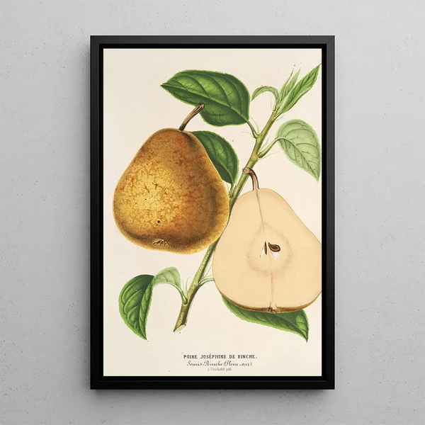Charles Antoine Lemaire - Poire Josphine de Binche.webp