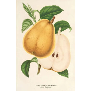 Charles Antoine Lemaire - Poire beurr de Fromentel.webp