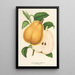 Poire beurré de Fromentel - Charles Antoine Lemaire — ingelijst kunstwerk aan de muur