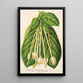 Charles Antoine Lemaire - Posoqueria fragrantissima.webp