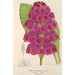 Reproductie van het schilderij Primula japonica - Charles Antoine Lemaire