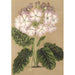 Reproductie van het schilderij Primula cortusoides var. grandiflora - Charles Antoine Lemaire