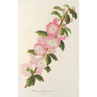 Charles Antoine Lemaire - Prunus triloba.webp