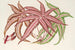 Pteris aspericaulis var. tricolor - Charles Antoine Lemaire — weergave van het kunstwerk