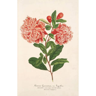 Charles Antoine Lemaire - Punica granatum.webp