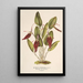 Reproductie van het schilderij Restrepia antennifera - Charles Antoine Lemaire