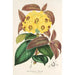 Rhododendron Boothii - Charles Antoine Lemaire — weergave van het kunstwerk