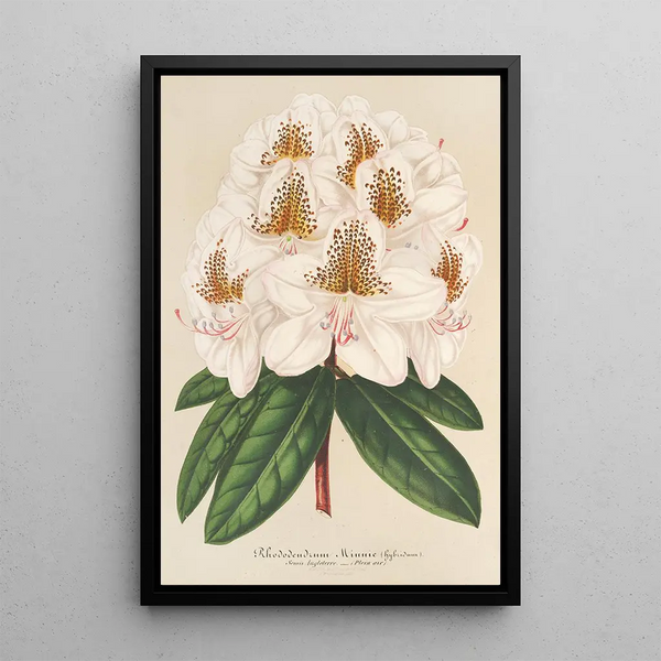 Charles Antoine Lemaire - Rhododendrum Minnie.webp