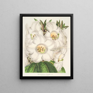 Charles Antoine Lemaire - Rhododendrum Nuttallii.webp