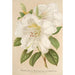 Rhododendron Sesterianum hybride - Charles Antoine Lemaire — weergave van het kunstwerk