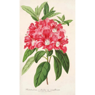 Charles Antoine Lemaire - Rhododendrum azaleoides var crispinorum.webp