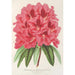 Reproductie van het schilderij Rhododendron formosum - Charles Antoine Lemaire
