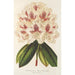 Rhododendron hybride Baron Osy - Charles Antoine Lemaire — weergave van het kunstwerk