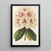 Rhododendron hybride Baron Osy - Charles Antoine Lemaire — ingelijst kunstwerk aan de muur