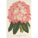 Reproductie van het schilderij Rhododendron hybridum Duchesse de Nassau - Charles Antoine Lemaire