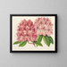 Rhododendron omniguttatum hybride - Charles Antoine Lemaire — ingelijst kunstwerk aan de muur
