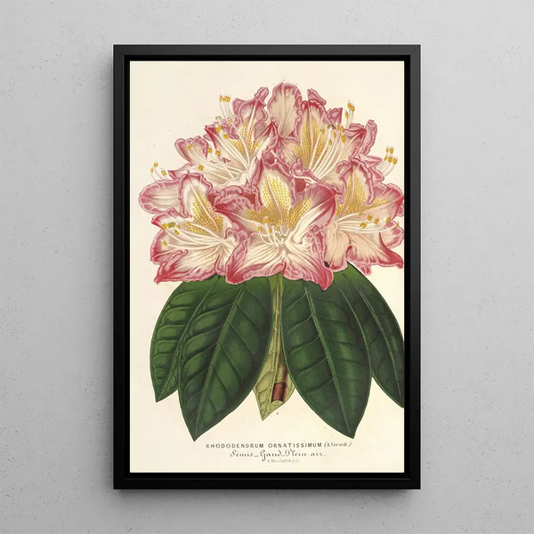 Charles Antoine Lemaire - Rhododendrum ornatissimum hybr.webp