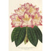 Reproductie van het schilderij Rhododendron ornatissimum hybride - Charles Antoine Lemaire