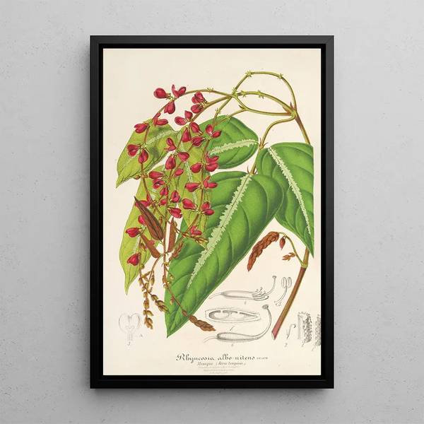 Charles Antoine Lemaire - Rhynchosia albonitens.webp