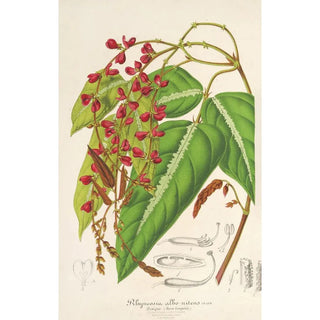 Charles Antoine Lemaire - Rhynchosia albonitens.webp