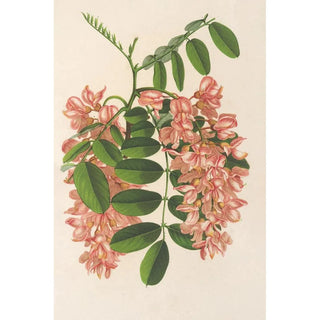 Charles Antoine Lemaire - Robinia pseudacacia v Decaisneana.webp