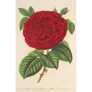 Charles Antoine Lemaire - Rose Duchesse de MdinaCli.webp