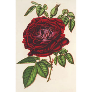 Charles Antoine Lemaire - Rose Empereur du Mexique remontante.webp