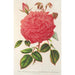 Reproductie van het schilderij Roze Île Bourbon var. Souvenir de la Malmaison met roze bloemen - Charles Antoine Lemaire