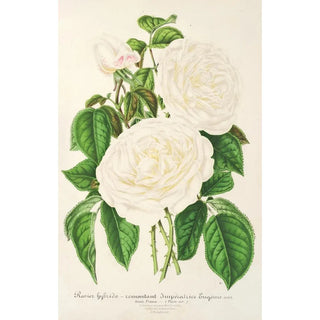 Charles Antoine Lemaire - Rose Imperatrice Eugenie.webp