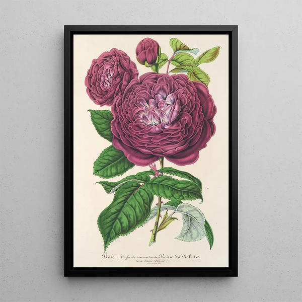 Charles Antoine Lemaire - Rose Reine des Violettes.webp