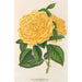 Roze Thee Marchal Niel - Charles Antoine Lemaire — weergave van het kunstwerk