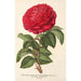 Roze Hybride Herfstraar Monsieur Journeaux - Charles Antoine Lemaire — weergave van het kunstwerk