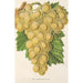 Reproductie van het schilderij Druiven Royal Vineyard - Charles Antoine Lemaire
