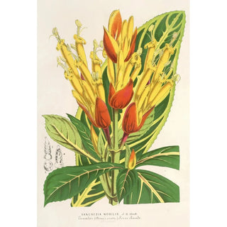Charles Antoine Lemaire - Sanchezia nobilis.webp