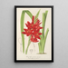 Schizostylis coccinea W. H. Harvey - Charles Antoine Lemaire — ingelijst kunstwerk aan de muur